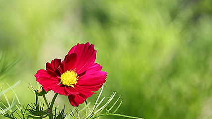 Image showing  Cosmos flower on a green background 