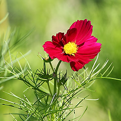 Image showing  Cosmos flower on a green background 