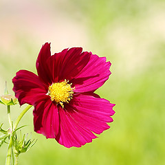 Image showing  Cosmos flower on a green background 