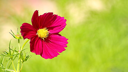 Image showing  Cosmos flower on a green background 