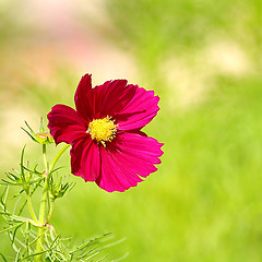 Image showing  Cosmos flower on a green background 