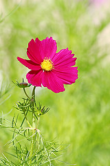 Image showing  Cosmos flower on a green background 