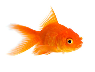 Image showing Goldfish