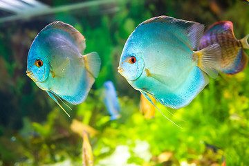 Image showing Symphysodon discus