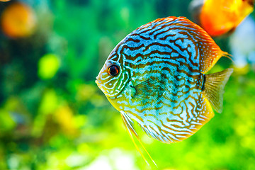 Image showing Symphysodon discus