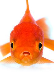 Image showing Goldfish