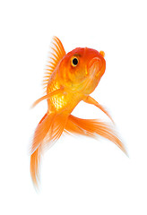 Image showing Goldfish