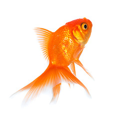 Image showing Goldfish