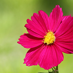 Image showing  Cosmos flower on a green background 