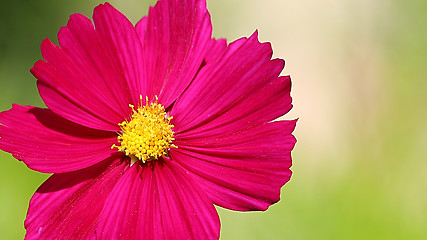 Image showing  Cosmos flower on a green background 