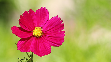 Image showing  Cosmos flower on a green background 