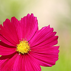 Image showing  Cosmos flower on a green background 