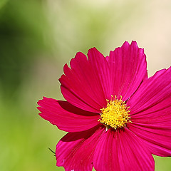 Image showing  Cosmos flower on a green background 