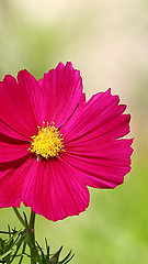 Image showing  Cosmos flower on a green background 