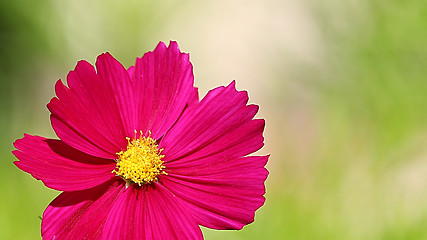 Image showing  Cosmos flower on a green background 