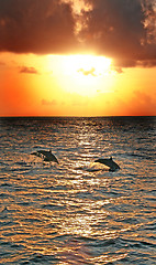 Image showing Dolphins jumping