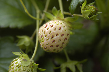 Image showing strawberry