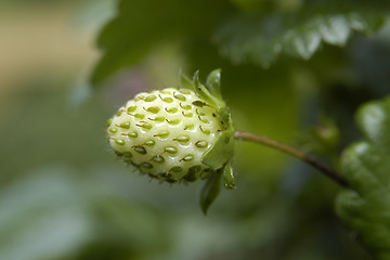 Image showing strawberry