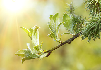 Image showing Green spring background