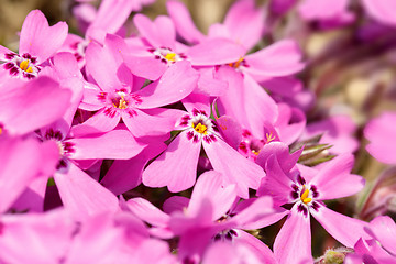 Image showing 
pink flowers background