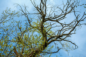 Image showing view of spring tree against blue sky