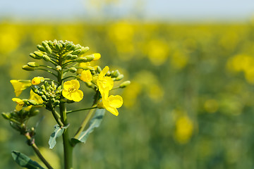 Image showing Close up of a Rape field