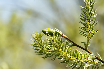 Image showing Green spring background