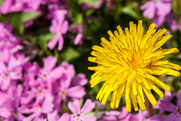 Image showing Yellow dandelion on pink