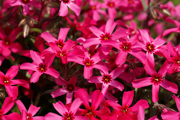 Image showing pink flowers background or backdrop