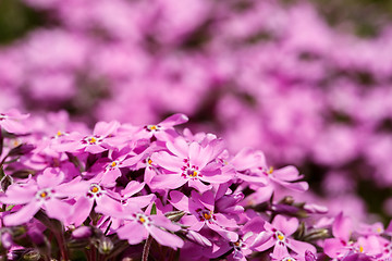 Image showing pink flowers background or backdrop