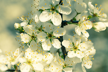 Image showing Blossoming tree in spring with very shallow focus