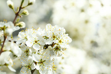 Image showing Blossoming tree in spring with very shallow focus