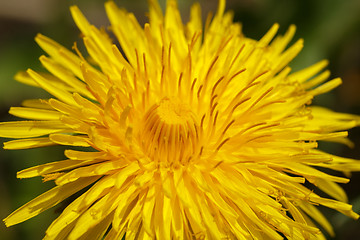 Image showing Yellow dandelion on a green background
