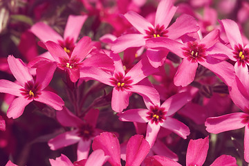 Image showing pink flowers background or backdrop