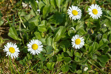 Image showing small daisy flower