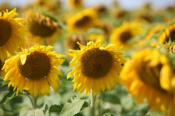 Image showing Sunflowers