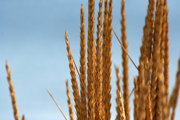 Image showing sunny wheat 1