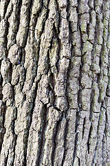 Image showing Brown Bark of Tree, Natural Pattern