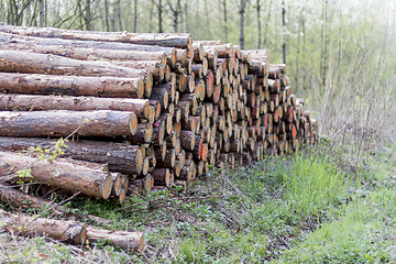 Image showing pile of wood in forest