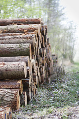 Image showing pile of wood in forest