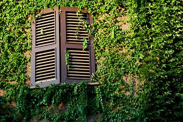 Image showing window and wall covered with green ivy 