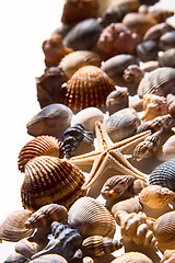 Image showing sea shells and star 