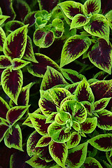 Image showing Coleus Blumei 