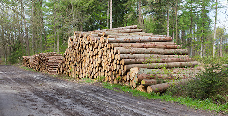 Image showing Stacked timber in a dutch forrest
