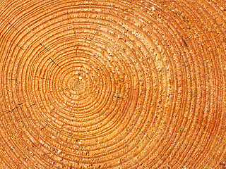 Image showing Close-up wooden texture