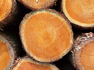 Image showing Stacked timber in a dutch forrest