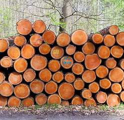 Image showing Stacked timber in a dutch forrest