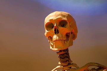 Image showing Scary Skeleton Skull