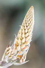 Image showing Cactus Flower