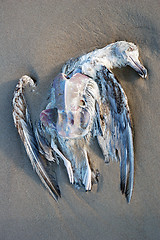 Image showing Dead seagull